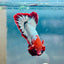 Plakat Red Fancy Copper Male Betta 144 Live Betta Fish Male betta