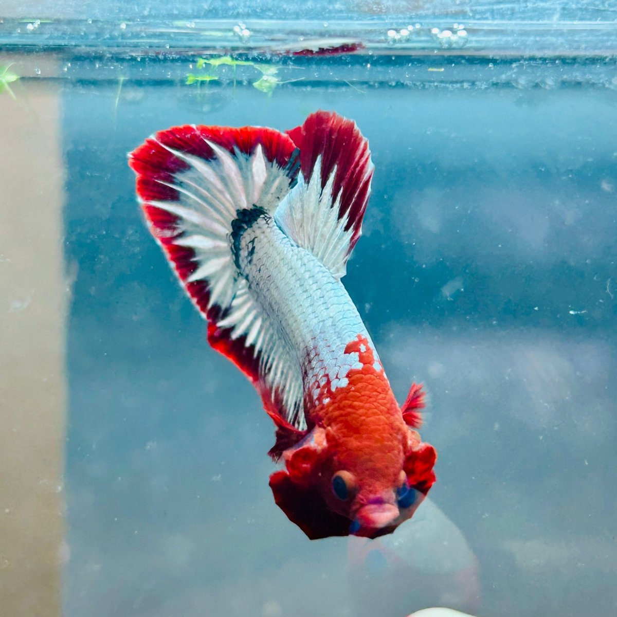 Plakat Red Fancy Copper Male Betta 144 Live Betta Fish Male betta