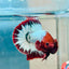 Plakat Red Fancy Copper Male Betta 144 Live Betta Fish Male betta