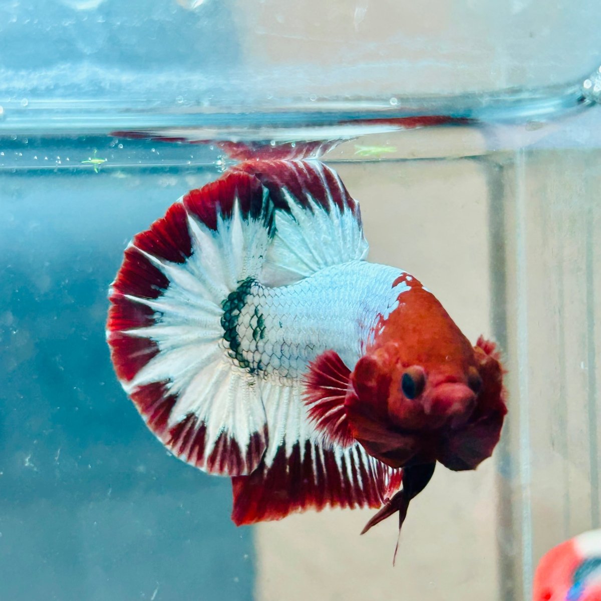 Plakat Red Fancy Copper Male Betta 144 Live Betta Fish Male betta