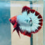 Plakat Red Fancy Copper Male Betta 144 Live Betta Fish Male betta