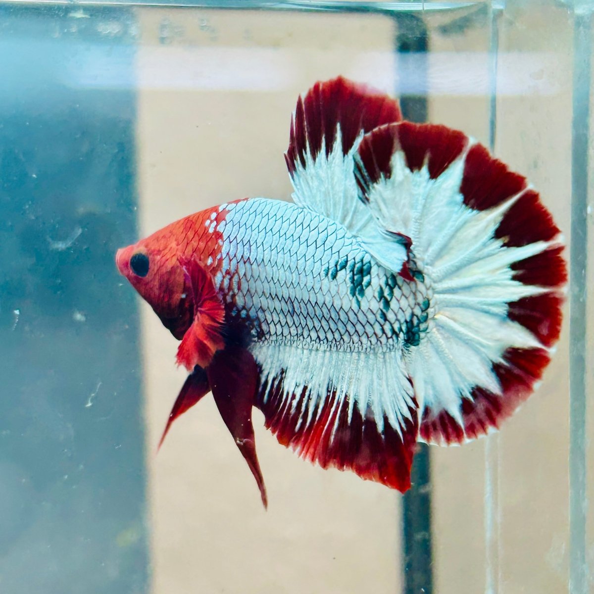 Plakat Red Fancy Copper Male Betta 144 Live Betta Fish Male betta