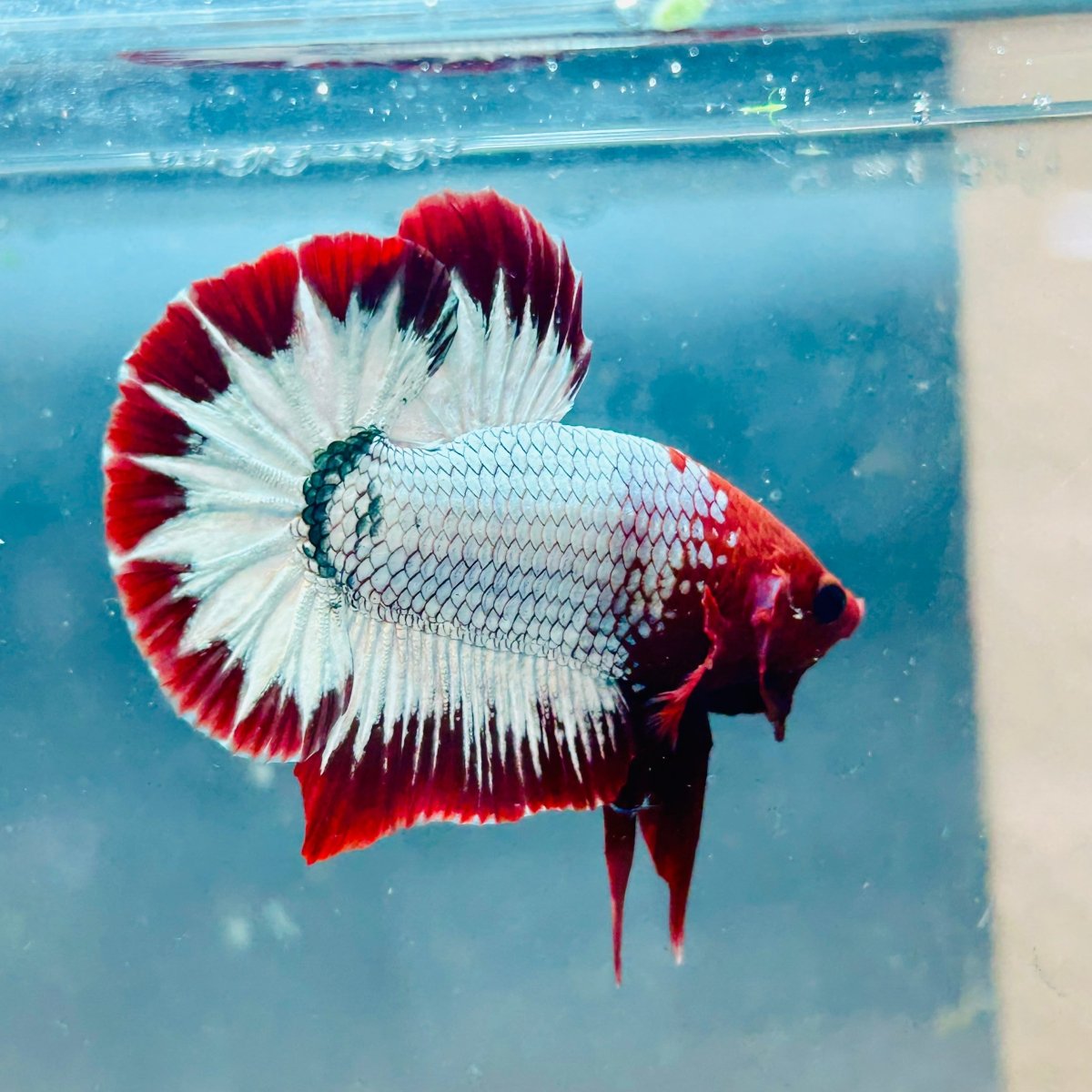 Plakat Red Fancy Copper Male Betta 144 Live Betta Fish Male betta