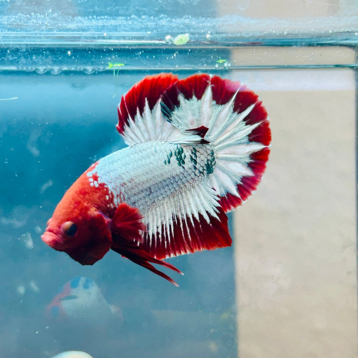 Plakat Red Fancy Copper Male Betta 144 Live Betta Fish Male betta