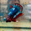 Plakat Red Fancy Copper Male Betta 174 Male betta