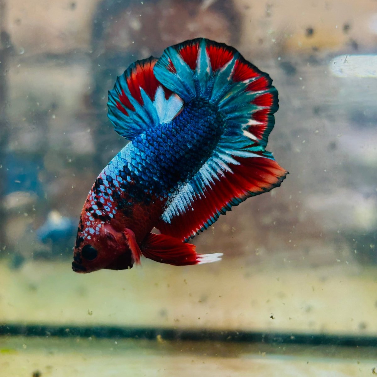 Plakat Red Fancy Copper Male Betta 174 Male betta