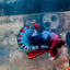 Plakat Red Fancy Copper Male Betta 174 Male betta