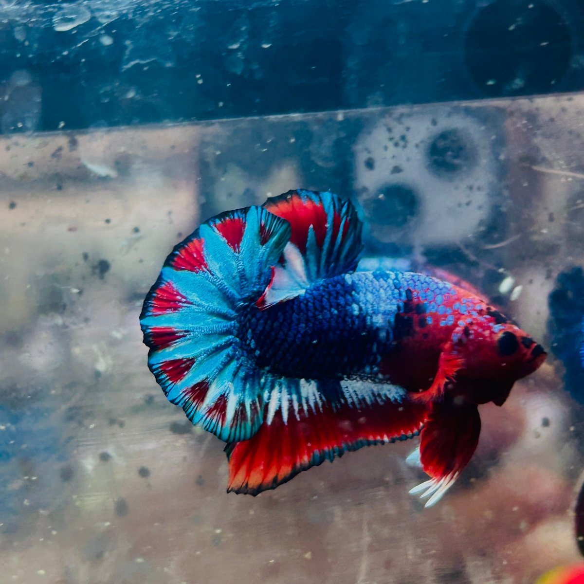Plakat Red Fancy Copper Male Betta 174 Male betta