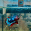 Plakat Red Fancy Copper Male Betta 174 Male betta