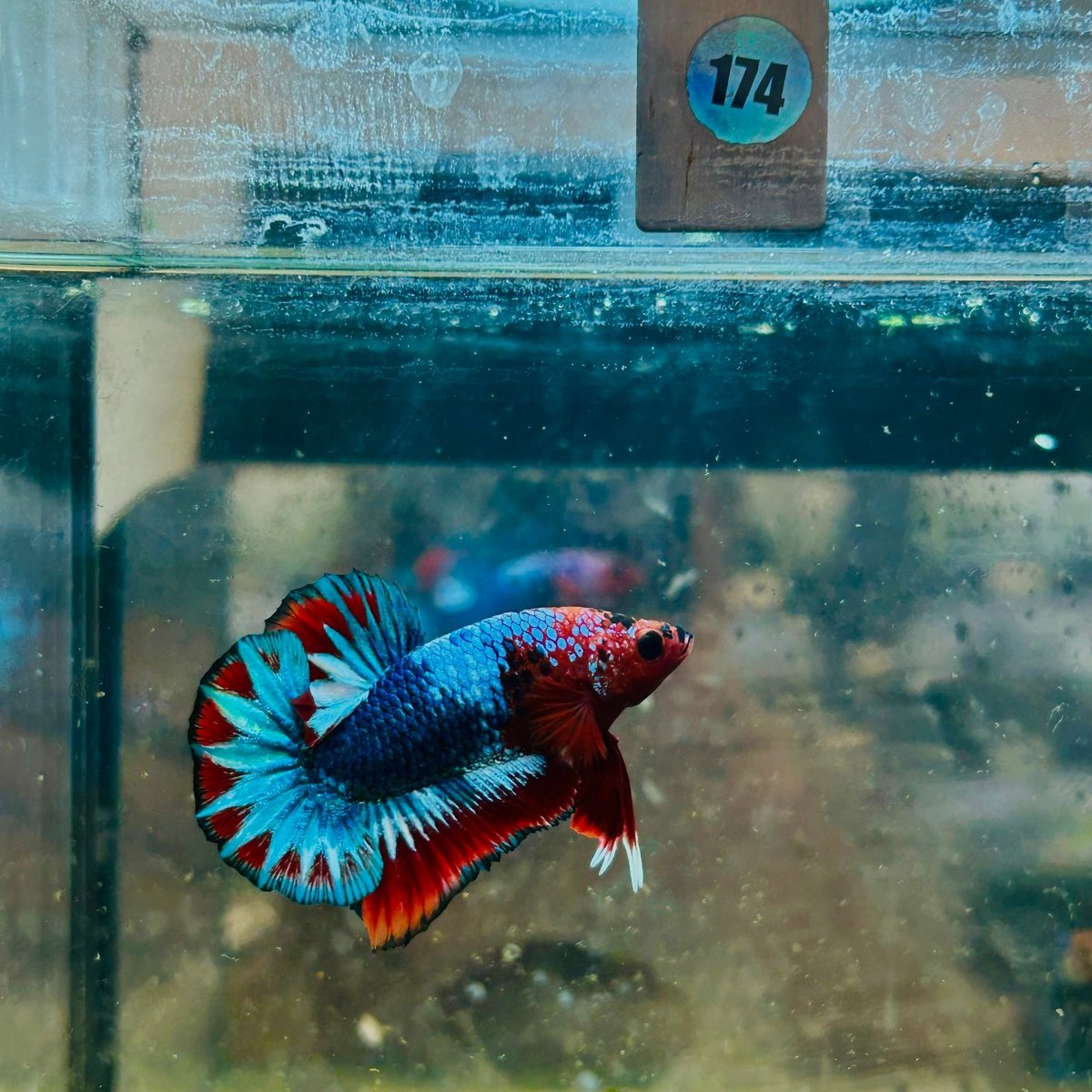 Plakat Red Fancy Copper Male Betta 174 Male betta