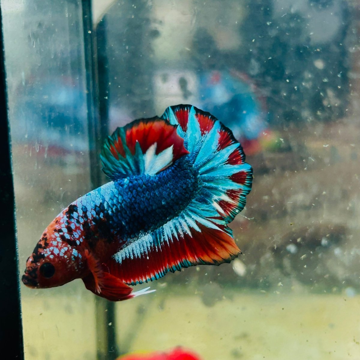 Plakat Red Fancy Copper Male Betta 174 Male betta