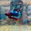 Plakat Red Fancy Copper Male Betta 174 Male betta