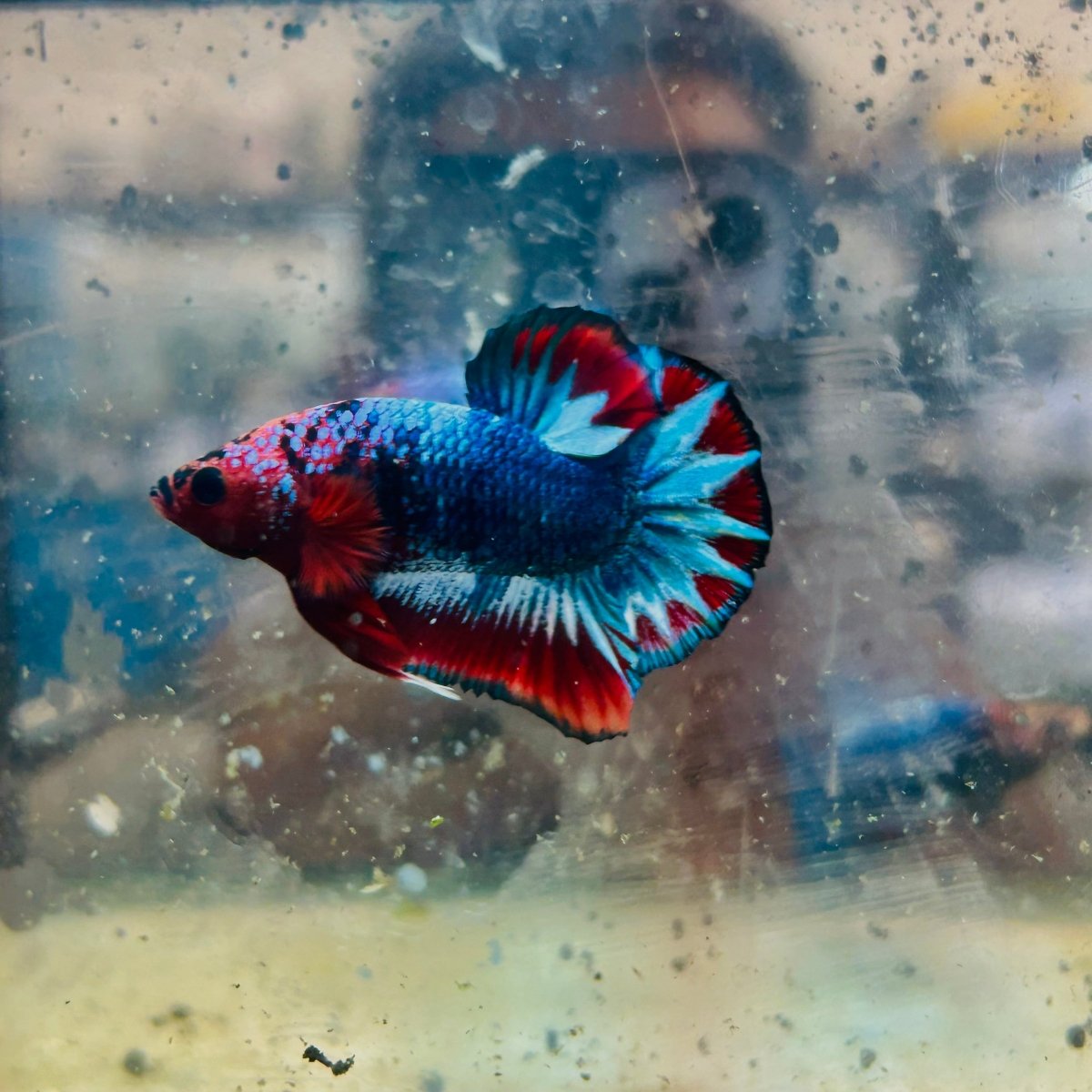 Plakat Red Fancy Copper Male Betta 174 Male betta