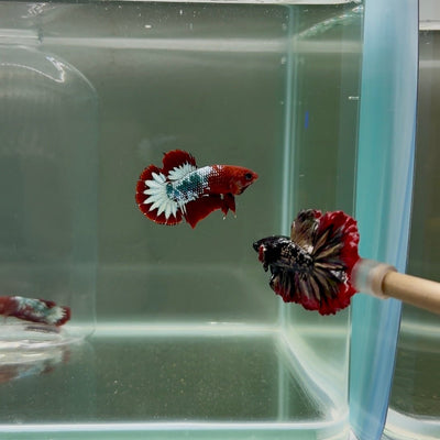 Plakat Red Fancy Copper Male Betta D06