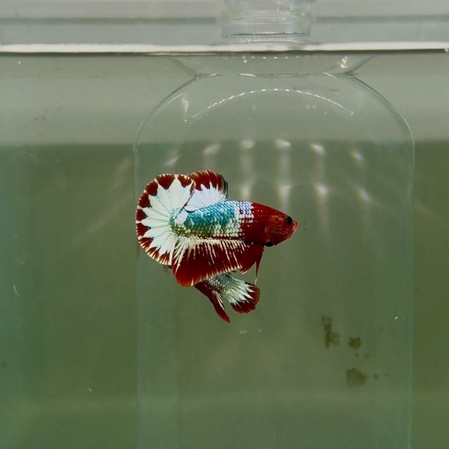 Plakat Red Fancy Copper Male Betta D25