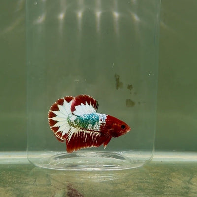 Plakat Red Fancy Copper Male Betta D25