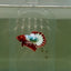 Plakat Red Fancy Copper Male Betta D25