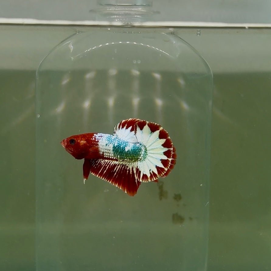Plakat Red Fancy Copper Male Betta D25
