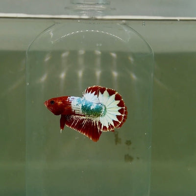 Plakat Red Fancy Copper Male Betta D25