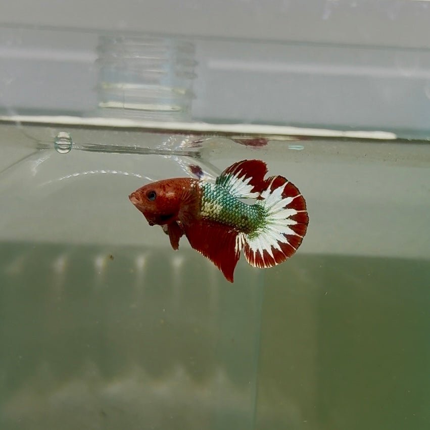 Plakat Red Fancy Copper Male Betta D30