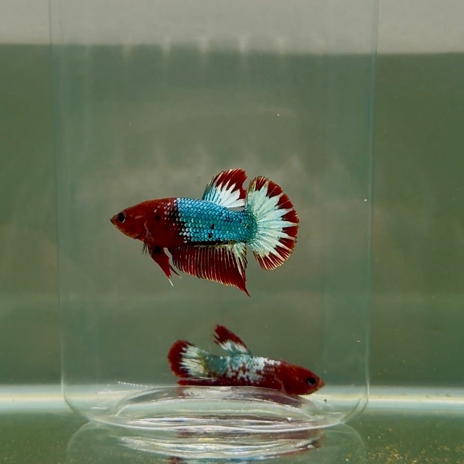 Plakat Red Fancy Copper Male Betta D32