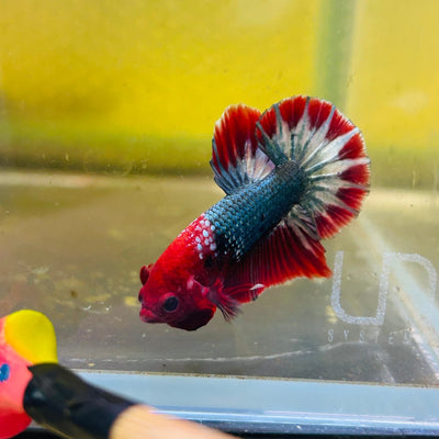 Plakat Red Fancy Copper Male Betta D32