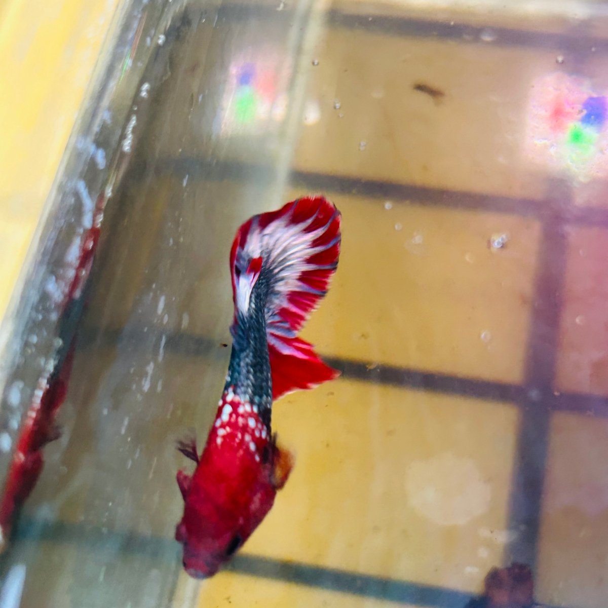 Plakat Red Fancy Copper Male Betta D32