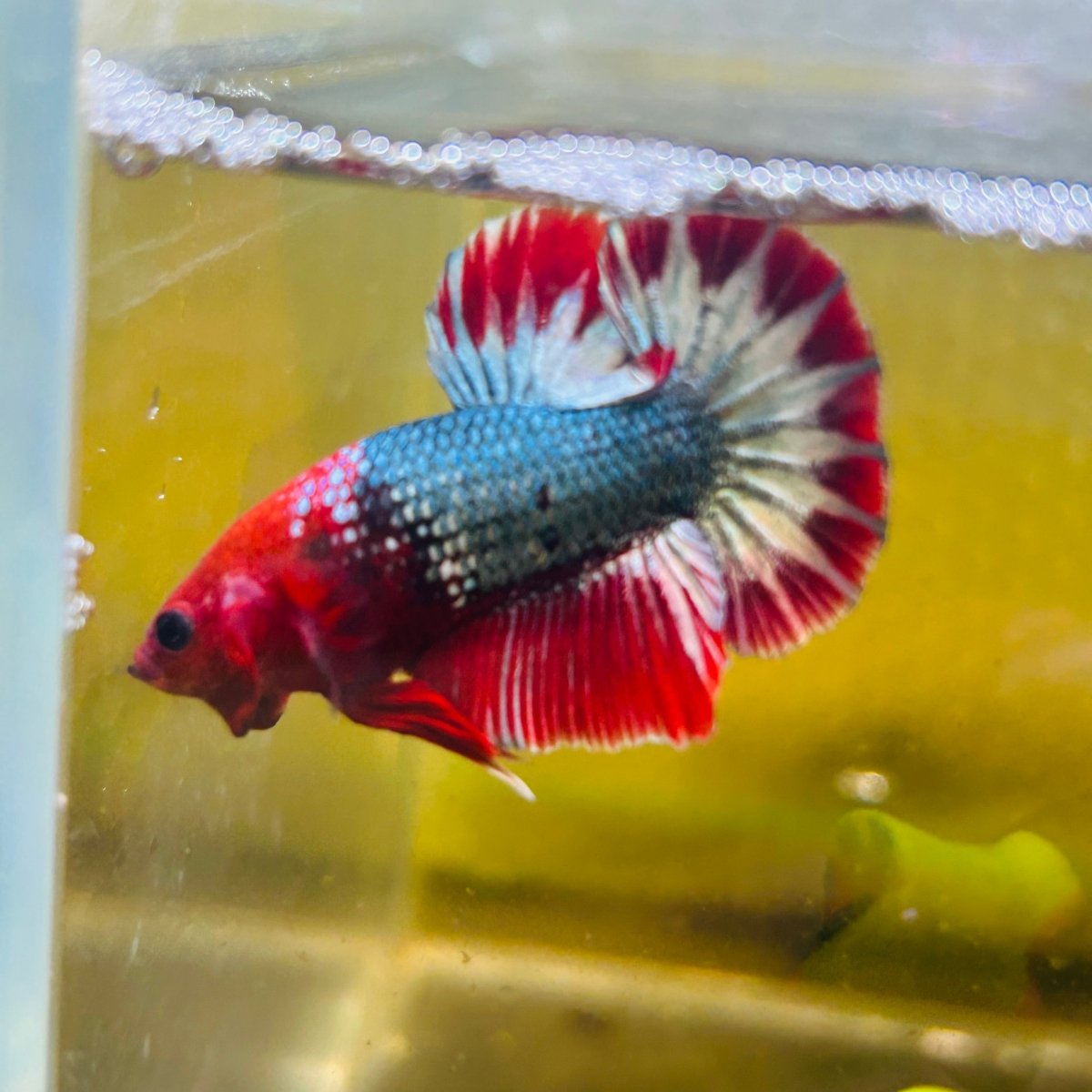 Plakat Red Fancy Copper Male Betta D32