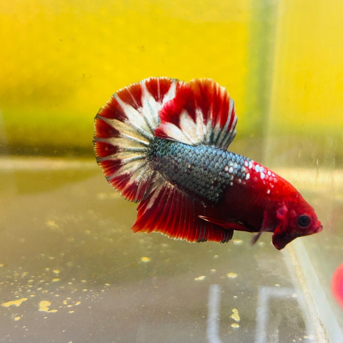 Plakat Red Fancy Copper Male Betta D32