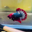 Plakat Red Fancy Copper Male Betta D32