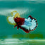 Plakat Red Fancy Copper Male Betta Ma03