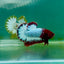 Plakat Red Fancy Copper Male Betta Ma03
