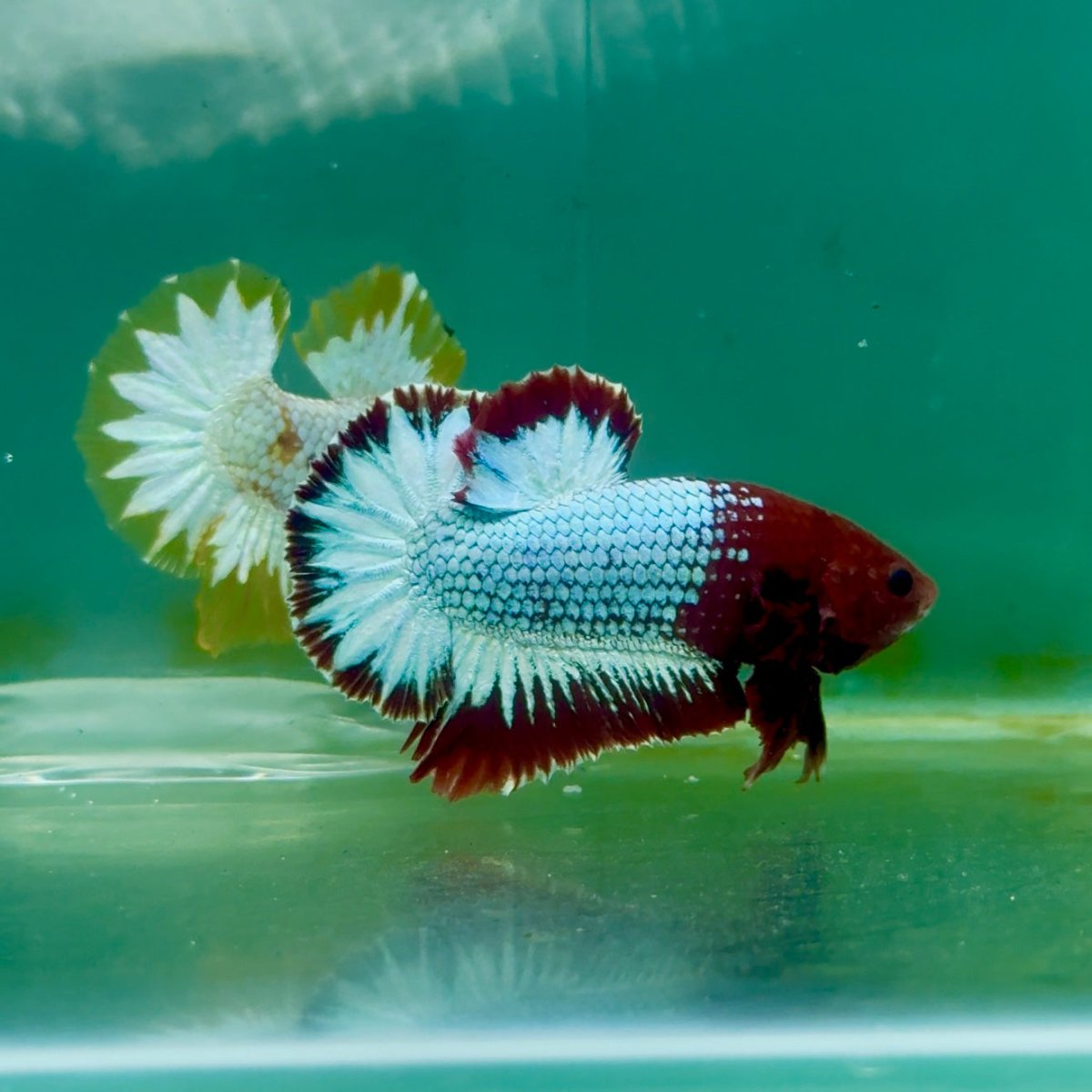 Plakat Red Fancy Copper Male Betta Ma03