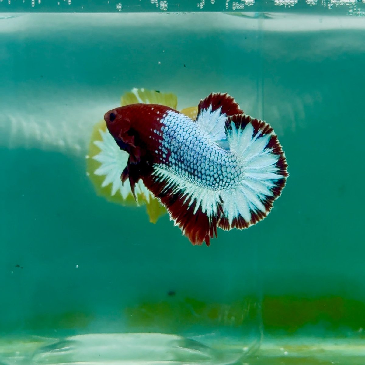 Plakat Red Fancy Copper Male Betta Ma03