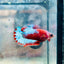 Plakat Red Fancy Female Betta 015 Female betta