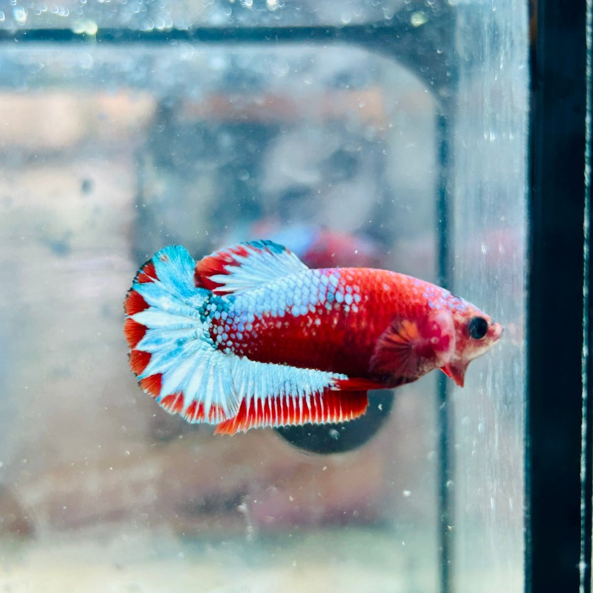 Plakat Red Fancy Female Betta #015