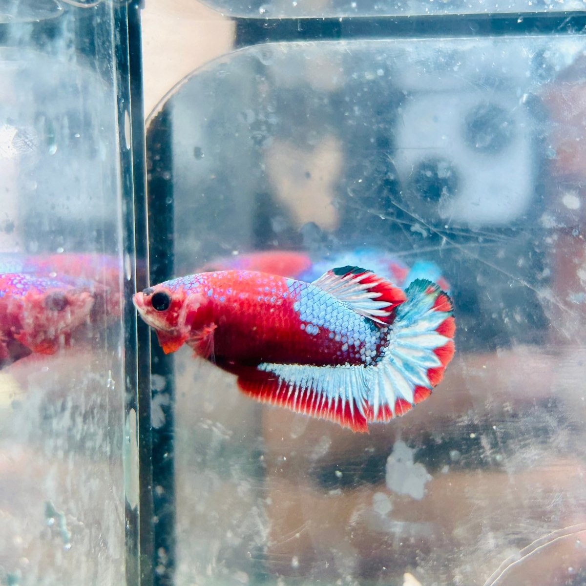 Plakat Red Fancy Female Betta #015