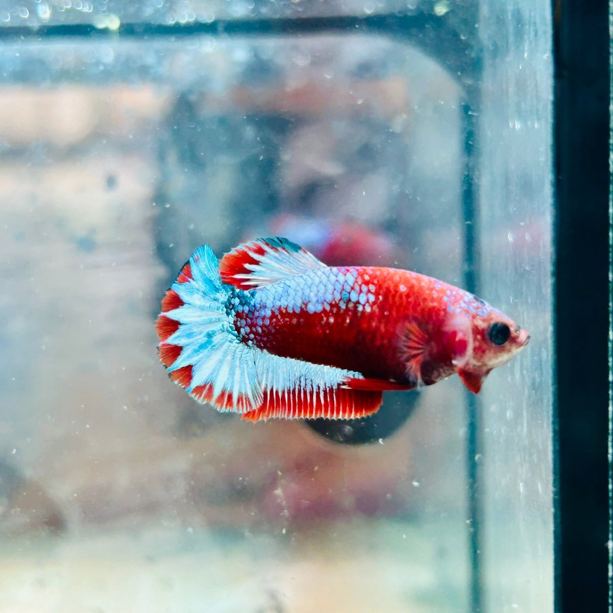 Plakat Red Fancy Female Betta 015 Female betta