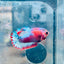 Plakat Red Fancy Female Betta 015 Female betta