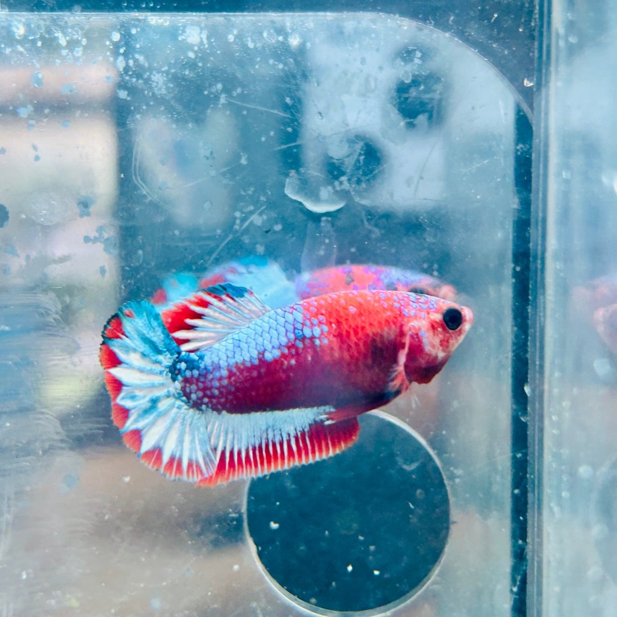 Plakat Red Fancy Female Betta 015 Female betta