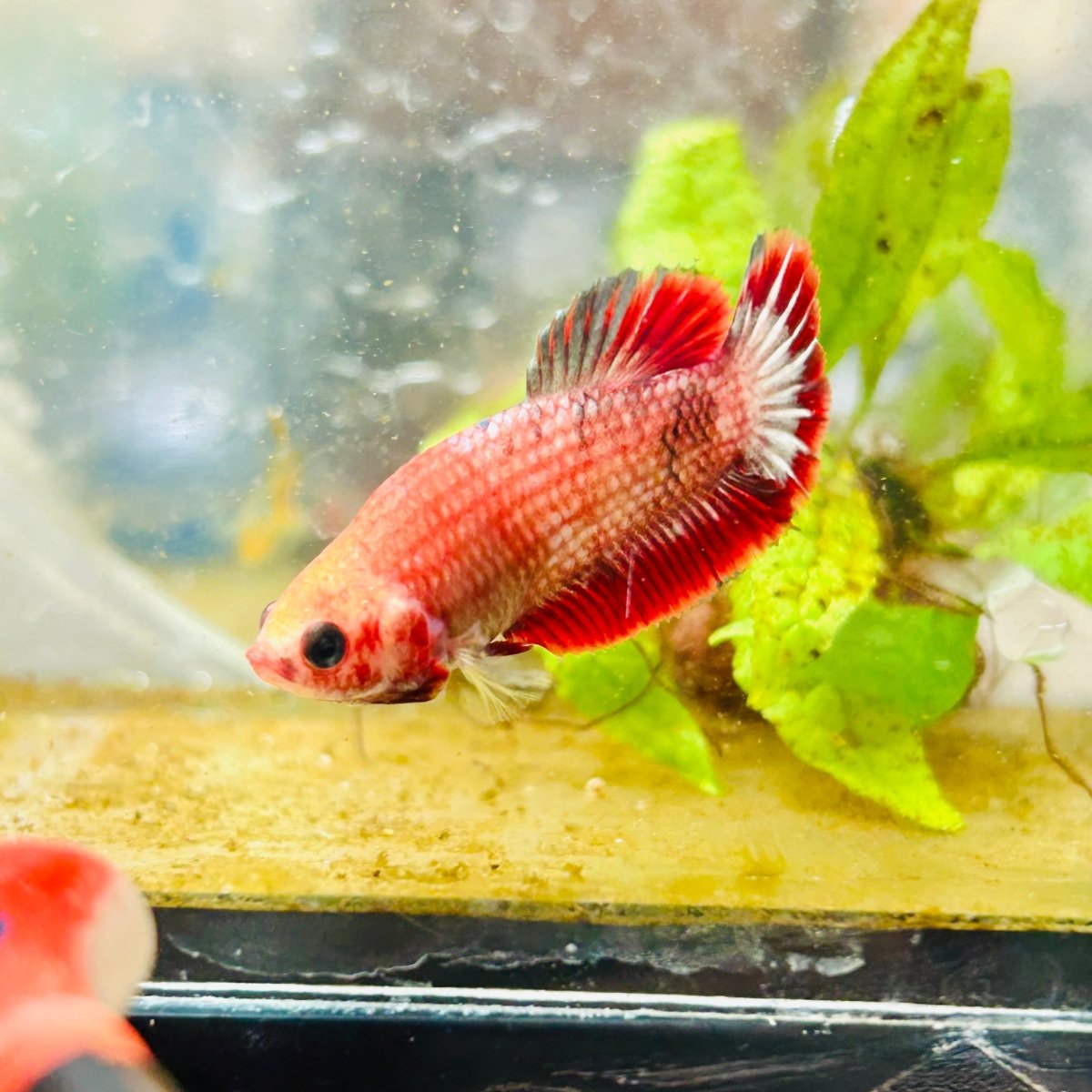Plakat Red Fancy Female Betta 022 Female betta