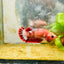 Plakat Red Fancy Female Betta 022 Female betta