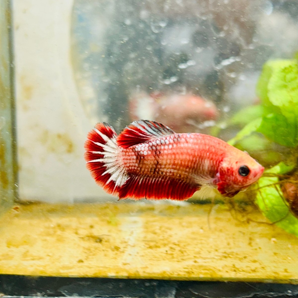 Plakat Red Fancy Female Betta 022 Female betta