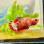Plakat Red Fancy Female Betta 022 Female betta