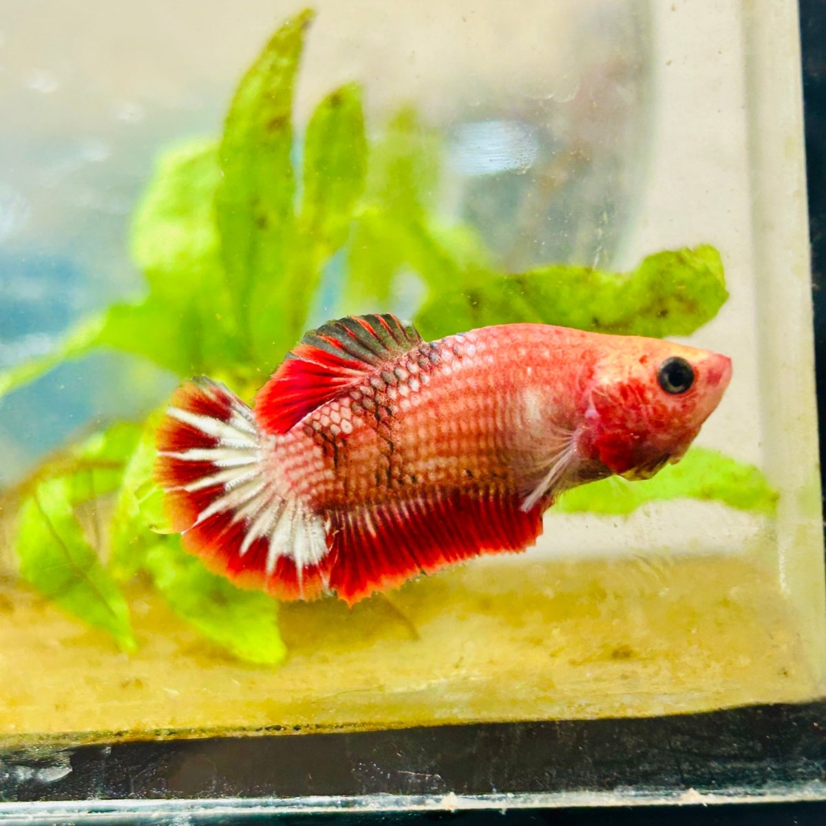 Plakat Red Fancy Female Betta 022 Female betta