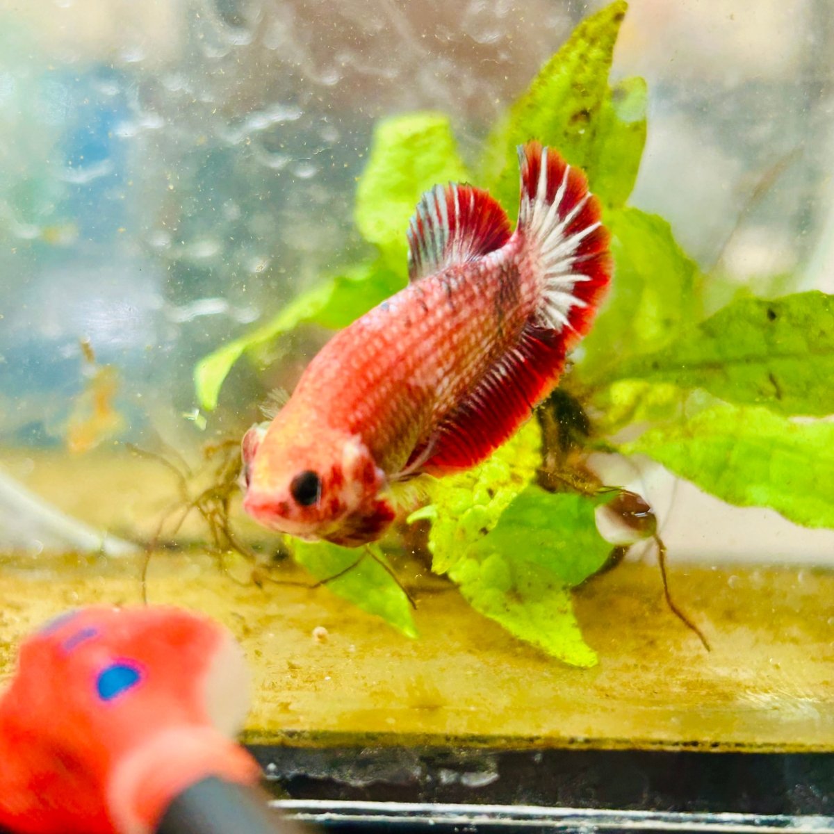 Plakat Red Fancy Female Betta 022 Female betta