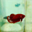 Plakat Red Fancy - Female Betta 081 Live Betta Fish Female betta