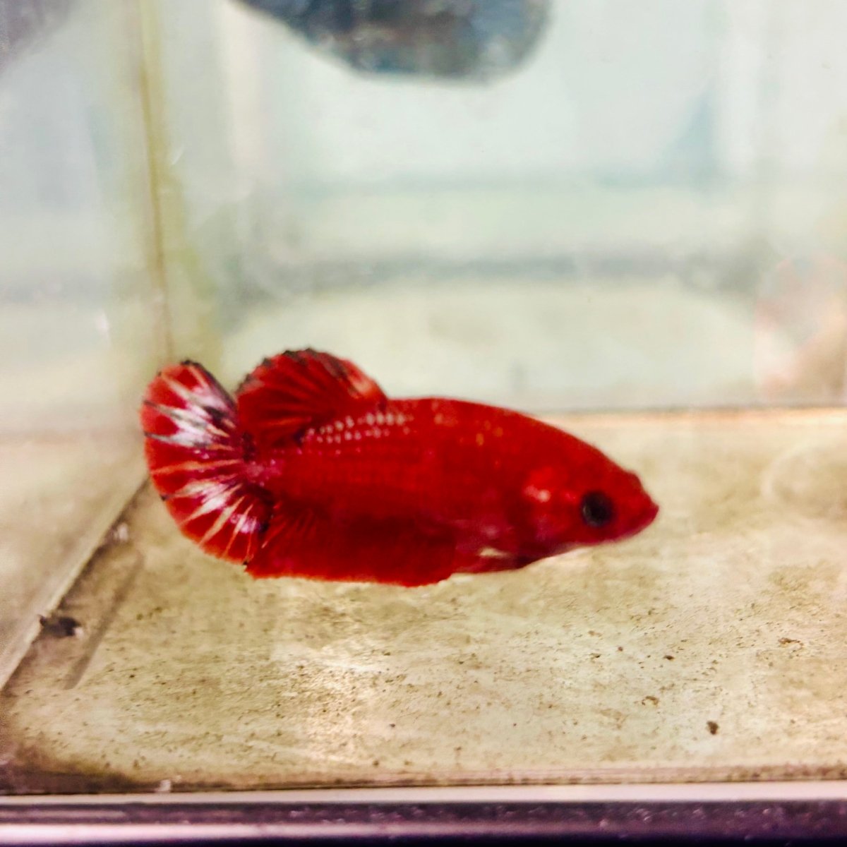 Plakat Red Fancy - Female Betta 081 Live Betta Fish Female betta