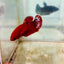 Plakat Red Fancy - Female Betta 081 Live Betta Fish Female betta
