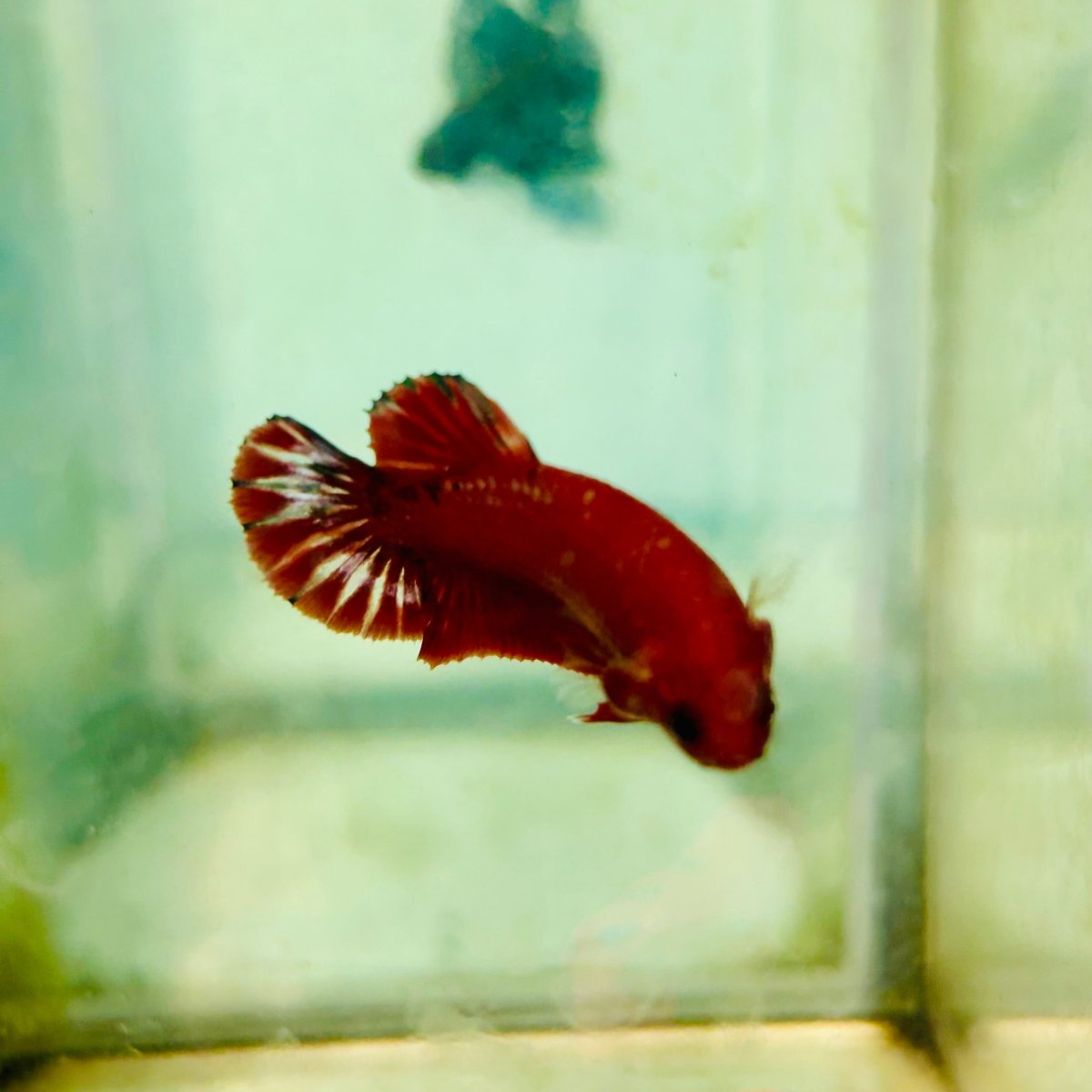 Plakat Red Fancy - Female Betta 081 Live Betta Fish Female betta
